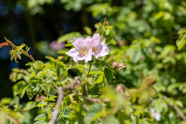 Çiçek açan pembe yapraklı bir gül. tıbbi bitki
