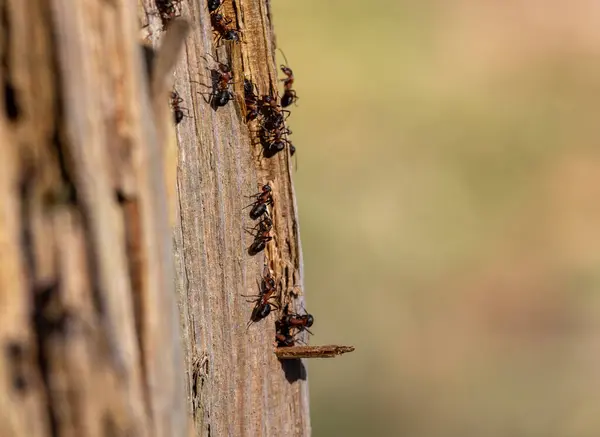 Bir karınca kolonisi ölü bir ağaçta çok aktiftir.