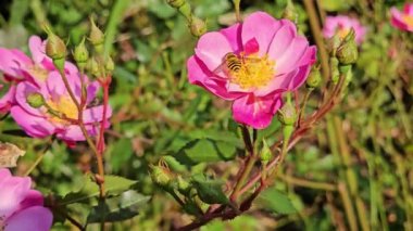 Bahçedeki Pembe çiçek arıya