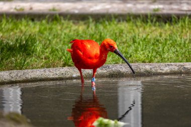 Kızıl Ibis kuşu Eudocimus yakutu yerde arama yapıyor.