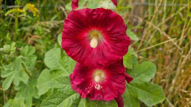 A red flower with a yellow center is surrounded by green leaves clipart