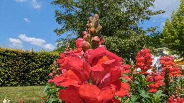 Güneşli bir yaz gününde bahçede açan kırmızı gül.
