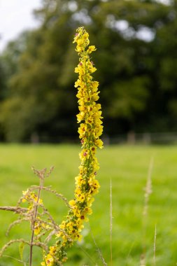 Verbascum vulgare, Mullein familyasından bir bitki türü..