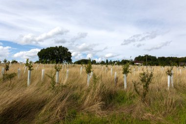 reforestation with tree seedlings with plastic tubes around stem growing in rows clipart