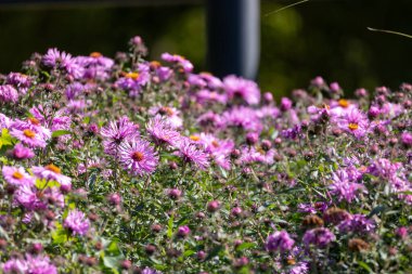 pink flowers of the aster close up. Aster Dumosus clipart