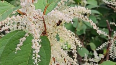 Japon Knotweed (Fallopia japonica) Japon Knotweed / Asya Knotweed