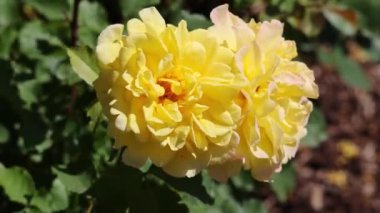 Sarı güller doğal ortamlarında, tam çiçeklerle, yakından, zarif, samimi, romantik, narin