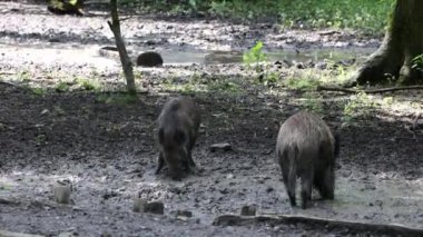 Yaban domuzları çamurlu zemini kazar.