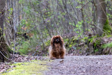 Parkta yürüyüş yapan Pekin köpeği. Sığ alan derinliği