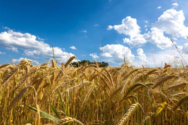 Güneşli bir günde altın buğday tarlası