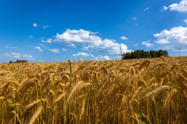 Olgun buğday başaklı buğday tarlası. Kırsal alan