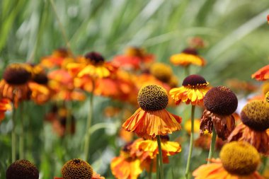 Bahçedeki güzel çiçekler