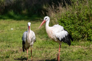 Parktaki beyaz leylek