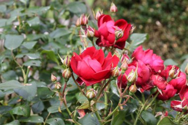 Bahçede güzel kırmızı güller