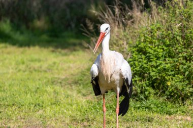 Bulanık arkaplanda beyaz leylek kuşunun yakın plan görüntüsü.