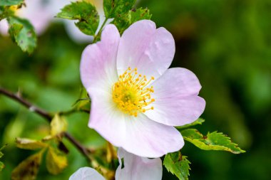 Güzel botanik fotoğrafı, doğal duvar kağıdı.