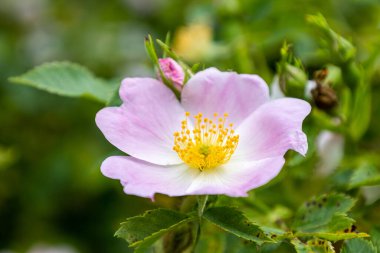 Yeşil arka planda güzel pembe bir gül