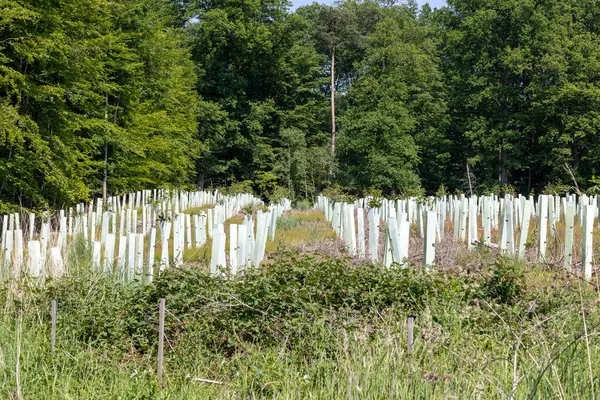 Ağaçların yeniden ağaçlandırılması ve sırayla büyüyen plastik tüpler.