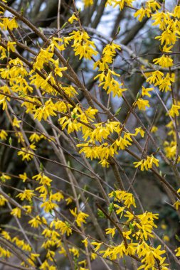 Colorful yellow flowers growing in a garden. Closeup of beautiful weeping forsythia or golden bell with vibrant petal clipart