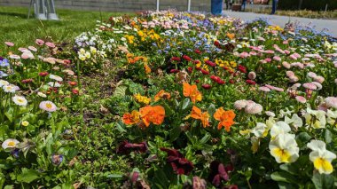 Bahçedeki güzel çiçekler