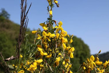 Bahçedeki sarı çiçekler