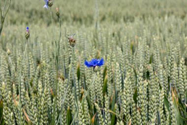 Buğday tarlasında çiçek. Mavi çiçek..