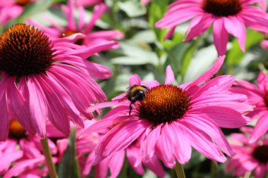 Bahçedeki güzel pembe çiçekler