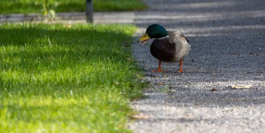Mallard ördeği (Anas platyrhynchos) Sauerland 'da