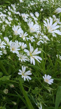 Çayırdaki beyaz çiçekler, yaklaşın. Bahar arkaplanı.