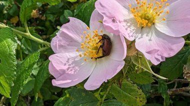 Güzel bir çiçeğe yaklaş