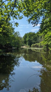 Ormanda yeşillik ve ağaçlarla çevrili bir gölün dikey görüntüsü.