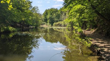 Parktaki ağaçlı bir nehrin dikey görüntüsü.
