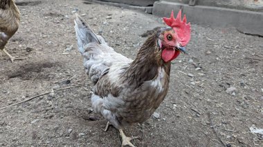 Bir tavuk kafeste oturuyor. yüksek kaliteli fotoğraf