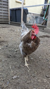 Beyaz arka planı olan beyaz bir tavuk.