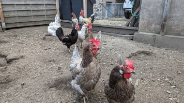 Avluda bir grup tavuk.