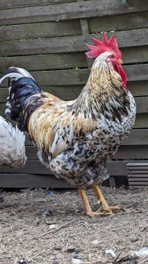 Köyde güzel bir horoz.