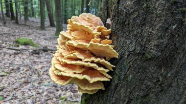 Mantarın yakın görüntüsü