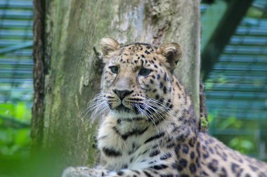 güzel bir leopar portresi