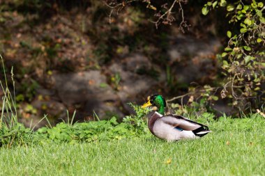 Çimlerin üzerindeki yaban ördekleri dünyanın en güzel ve en büyük ördeği..