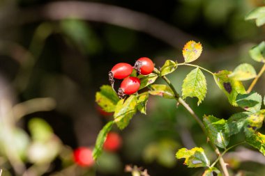 kırmızı meyveler bir ağaç dalında