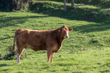 Yaz günü yeşil bir tarlada otlayan bir inek.