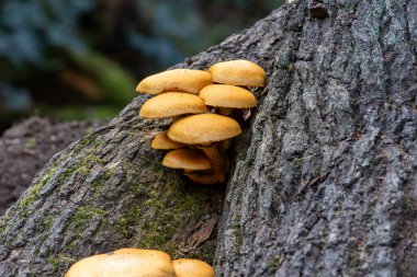 Atış mantar ormandaki kapatın