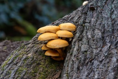 Yaz ballı mantar (Kuehneromyces mutabilis) bir meşe ağacında bir ormanda