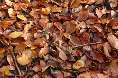 Sonbahar yaprakları arka plan, sonbahar mevsimi