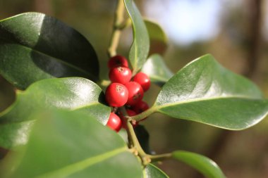 Ağacın kırmızı meyveleri