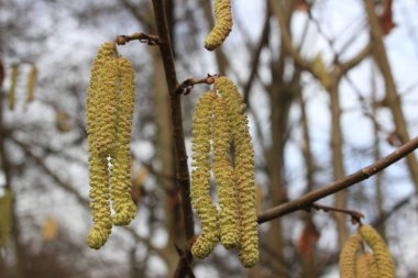 Söğüt dalları tomurcukları ile