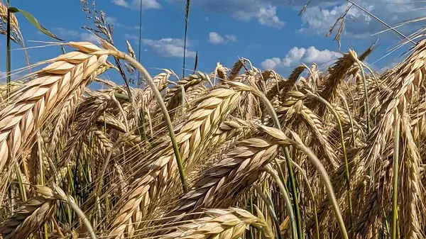 Kırsalda buğday tarlası
