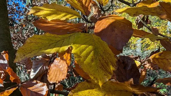 Parktaki renkli sonbahar yaprağını kapat