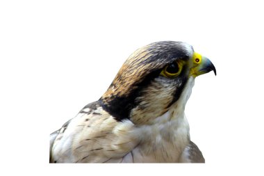 american eagle portresi