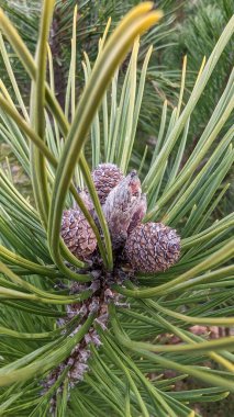 Doğada yeşil çam ağacı.